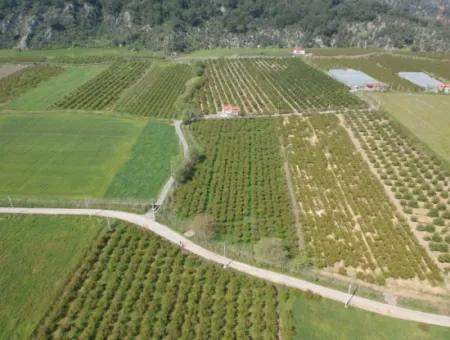 7.989 M² 150 M² Granatapfelgarten Mit Baugenehmigung Zum Verkauf In Ortaca Mergenli