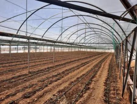 4.000 M² Tunnelgewächshaus In Muğla Ortaca Eskiköy – 2 Jahre Kostenlose Vermietung