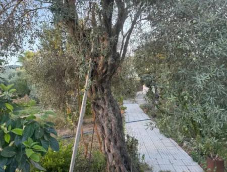 Muğla, Ortaca, Okçular Gute Lage 650 M2 Grundstück Dringender Verkauf