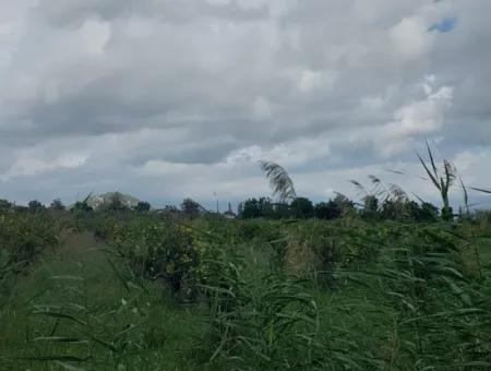 5.000 M2 Grundstück Mit 150 M2 Baurecht Stehen In Muğla Dalyan Zum Verkauf