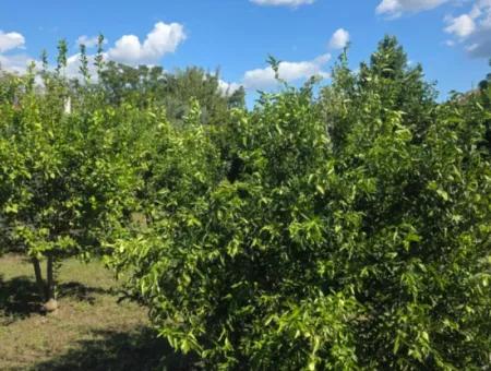 2 1, 70 M2 Dorfhaus Zum Verkauf Auf 902 M2 Land Null Zur Ortaca Akıncı Sarıgerme Road