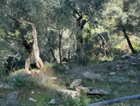 5 800 M2 Einzeltitel, Freistehendes Grundstück Zum Verkauf In Muğla Milas