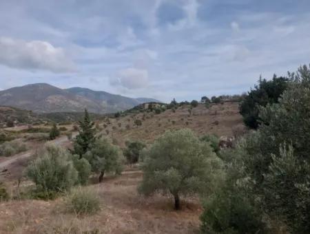 8.400 M² Schnäppchen-Olivenhain Zum Verkauf Mit Freistehender Eigentumsurkunde In Datça Yazı, Muğla