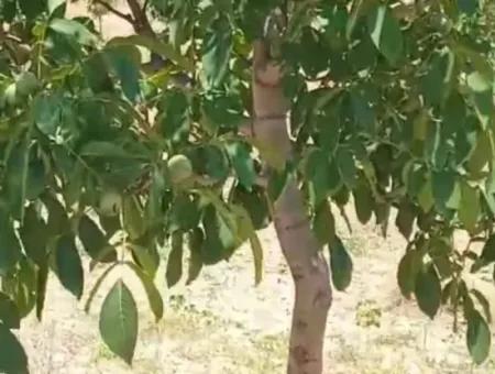 37.000 M² Walnussgarten In Denizli Tavas Ulukent Zum Verkauf