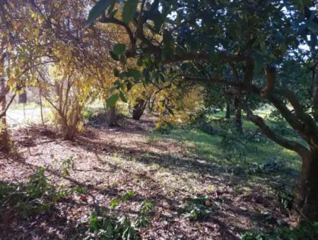 In Ortaca Okçular Steht Ein Freistehendes Grundstück Von 1000 M² Mit Baurechten Von 250 M² Zum Verkauf Oder Wird Gegen 2–3 Wohnungen Von Ortaca Getauscht