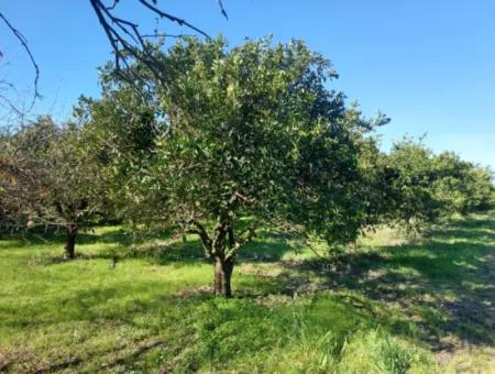 In Ortaca Okçular Steht Ein Freistehendes Grundstück Von 1000 M² Mit Baurechten Von 250 M² Zum Verkauf Oder Wird Gegen 2–3 Wohnungen Von Ortaca Getauscht