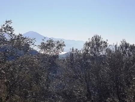 Meerblick Land Zum Verkauf In Göcek Gökçeovacık