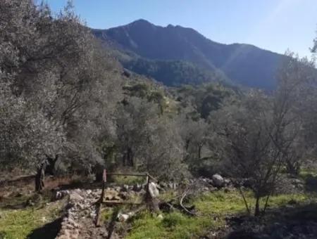 Meerblick Land Zum Verkauf In Göcek Gökçeovacık