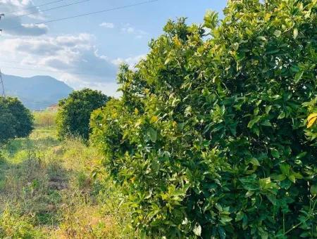 830 M2 Grundstück Zum Verkauf Schnäppchen In Dalyan