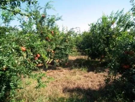 Eskikoy Für Verkauf Schnäppchen Ortaca Im Granatapfel-Gärten