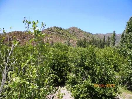 Zitrone Garten Zum Verkauf In Dalaman Muğla Native Tasliburun 5 330 M2