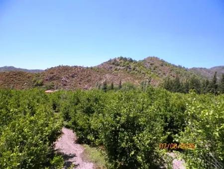 Zitrone Garten Zum Verkauf In Dalaman Muğla Native Tasliburun 5 330 M2