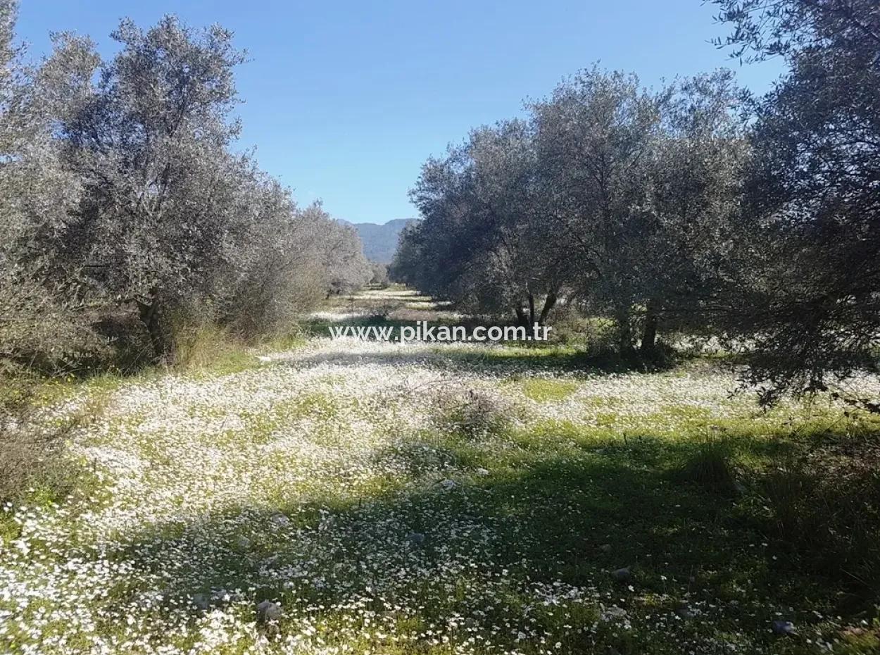 Land For Sale With Lake View In Köycegiz Zeytin Area