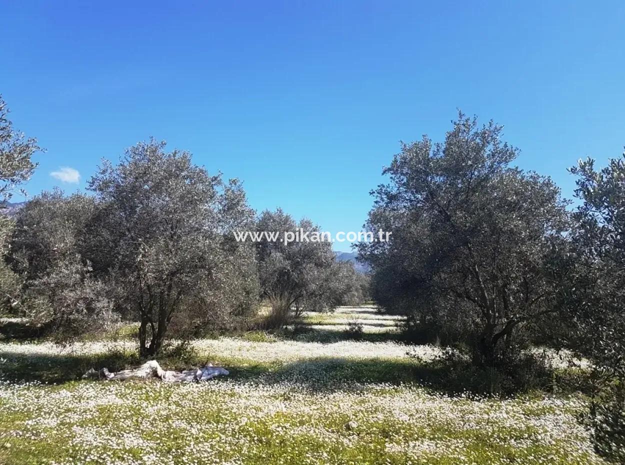 Land For Sale With Lake View In Köycegiz Zeytin Area