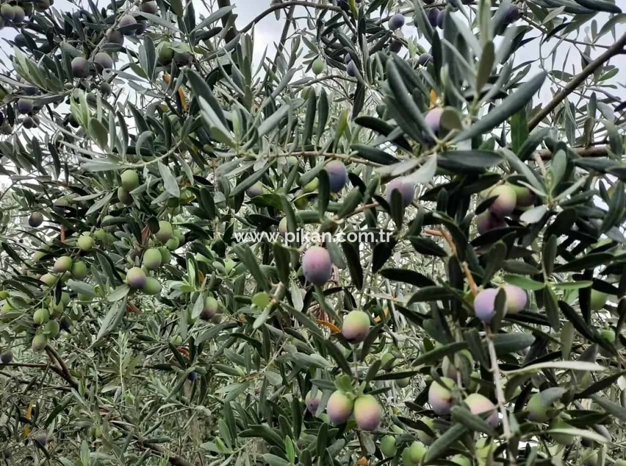 Land With Lake Views For Sale In Köyceeğiz Zeytin Area