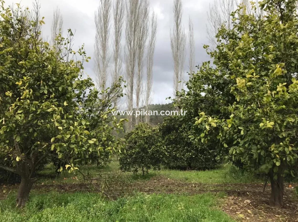 Beyoba 19570 M2 Of Fertile Land For Sale In Koycegiz