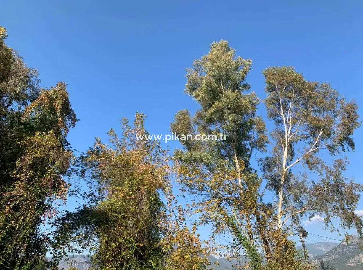 500 M2 Kelepir Land For Sale In Köyceğinz Yangı
