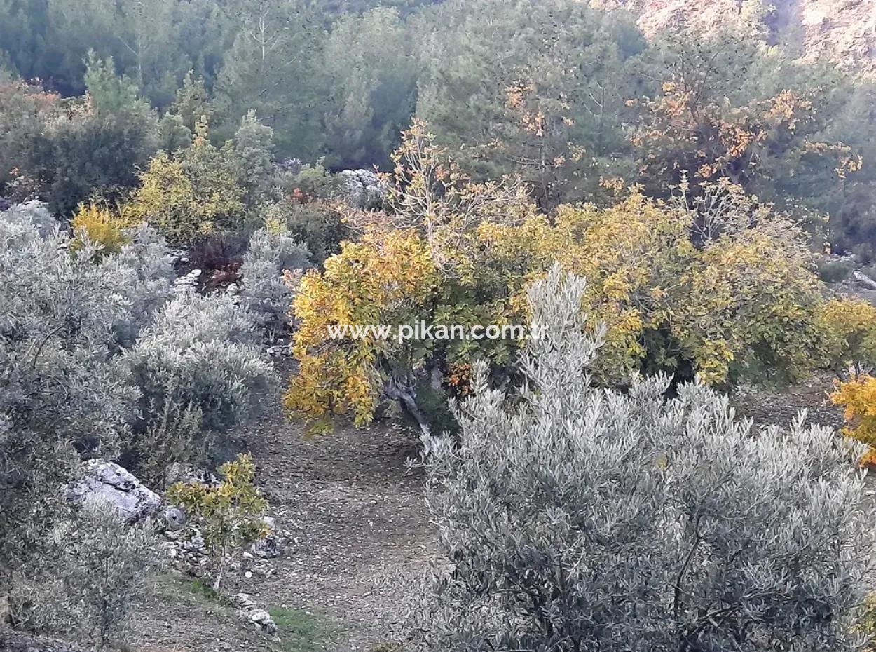 Mugla Dalaman Narli 1800 M2 Bargain Land For Sale
