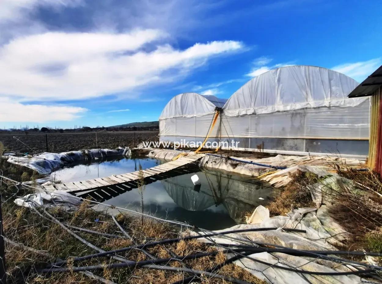 Denizli Çameli Yumrutaş Detached 4 000 M2 Greenhouse For Sale