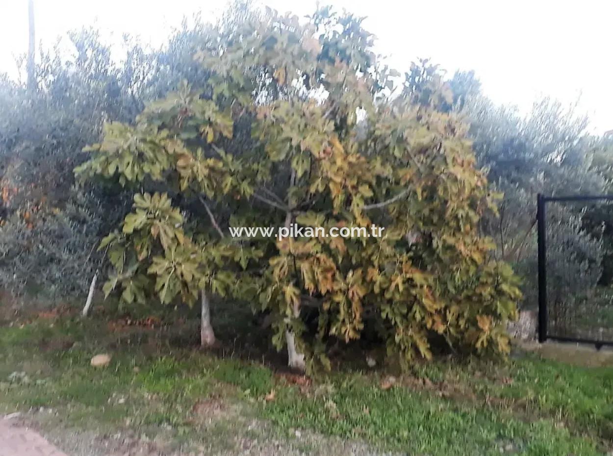 Zoning Plots With Lake Views For Sale In Köyceğinz Toparlar