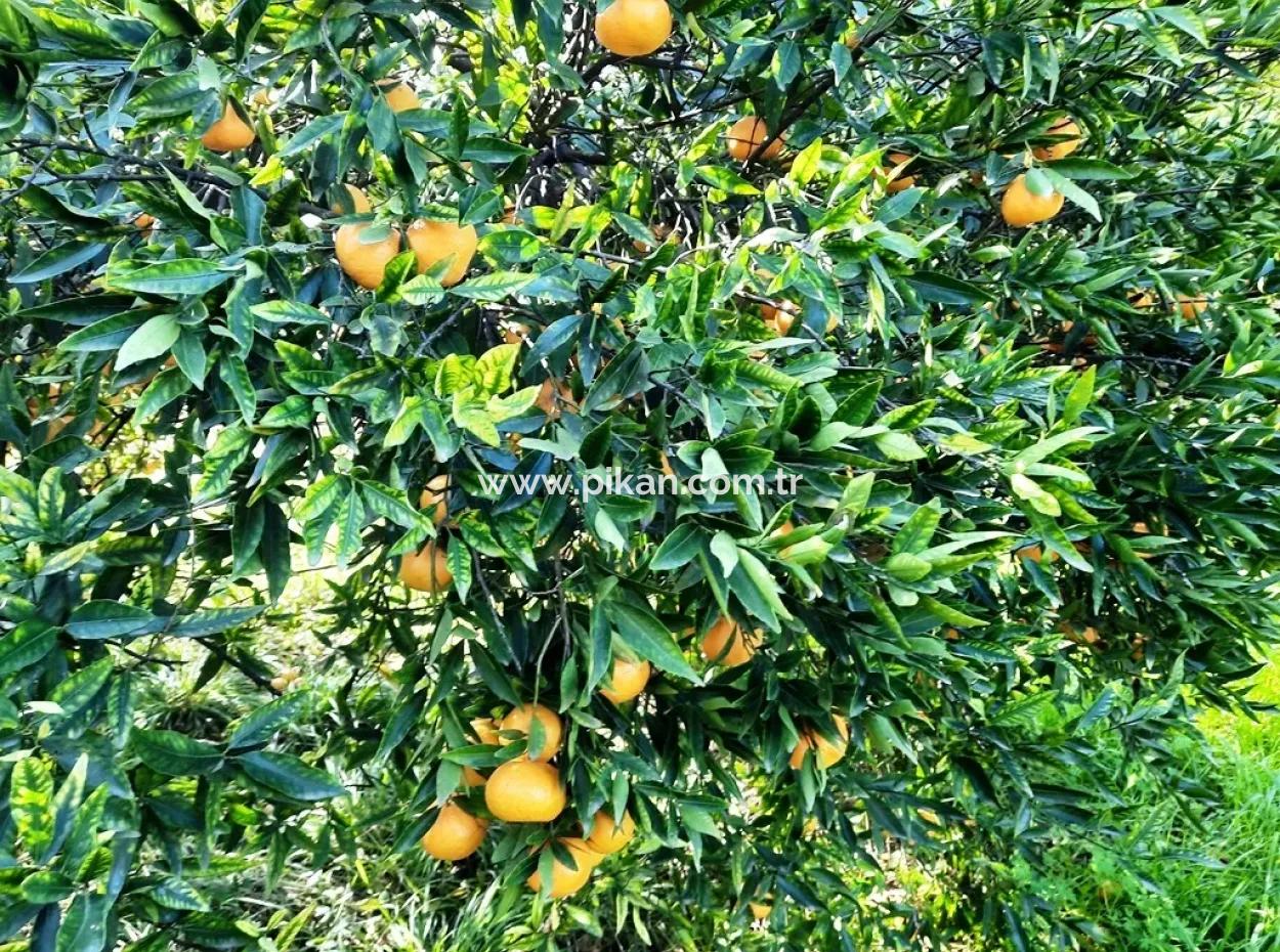 2200 M2 Detached Citrus Grove For Sale In Köyceğinz Döğüşbelen
