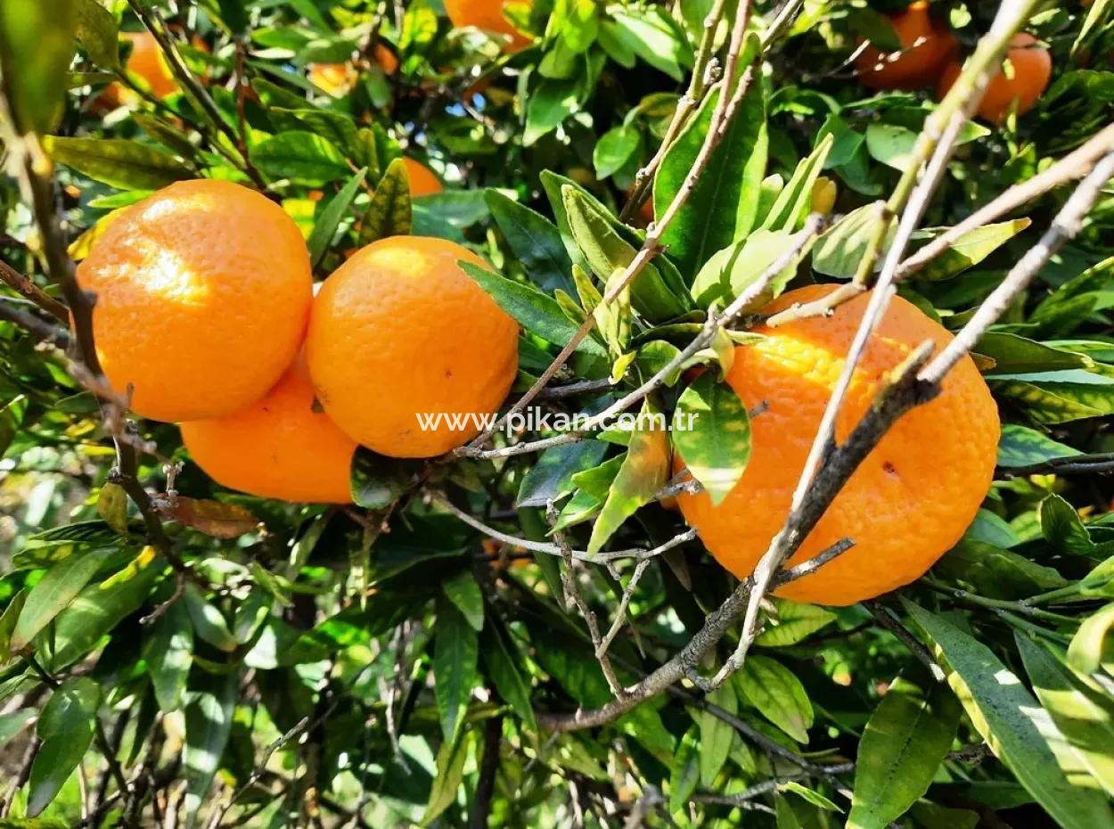 2200 M2 Detached Citrus Grove For Sale In Köyceğinz Döğüşbelen