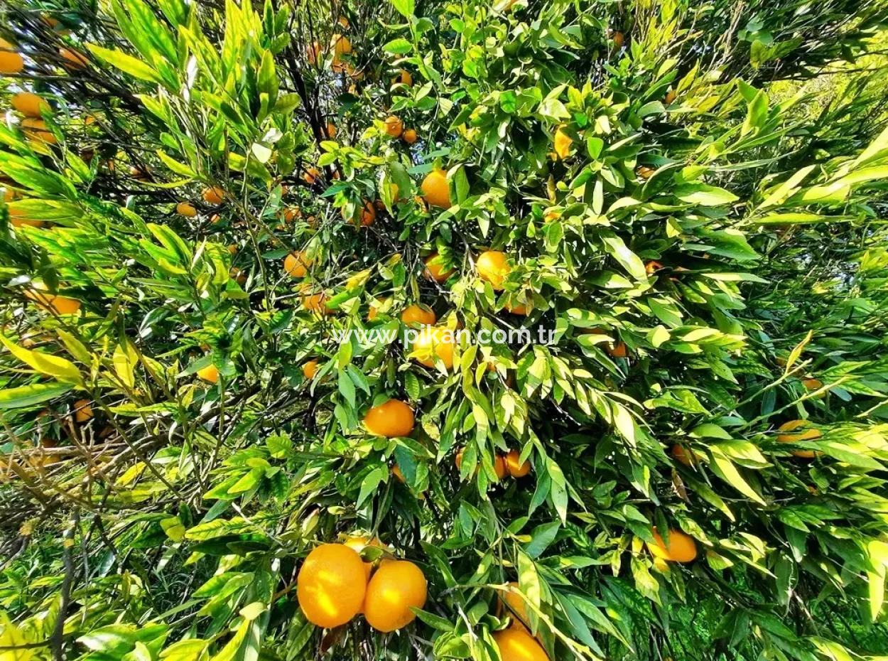 2200 M2 Detached Citrus Grove For Sale In Köyceğinz Döğüşbelen