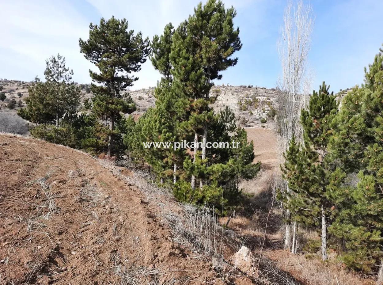 15.250 M2 Bargain Land For Sale In Çameli Kınıkyeri Acıpayam Road