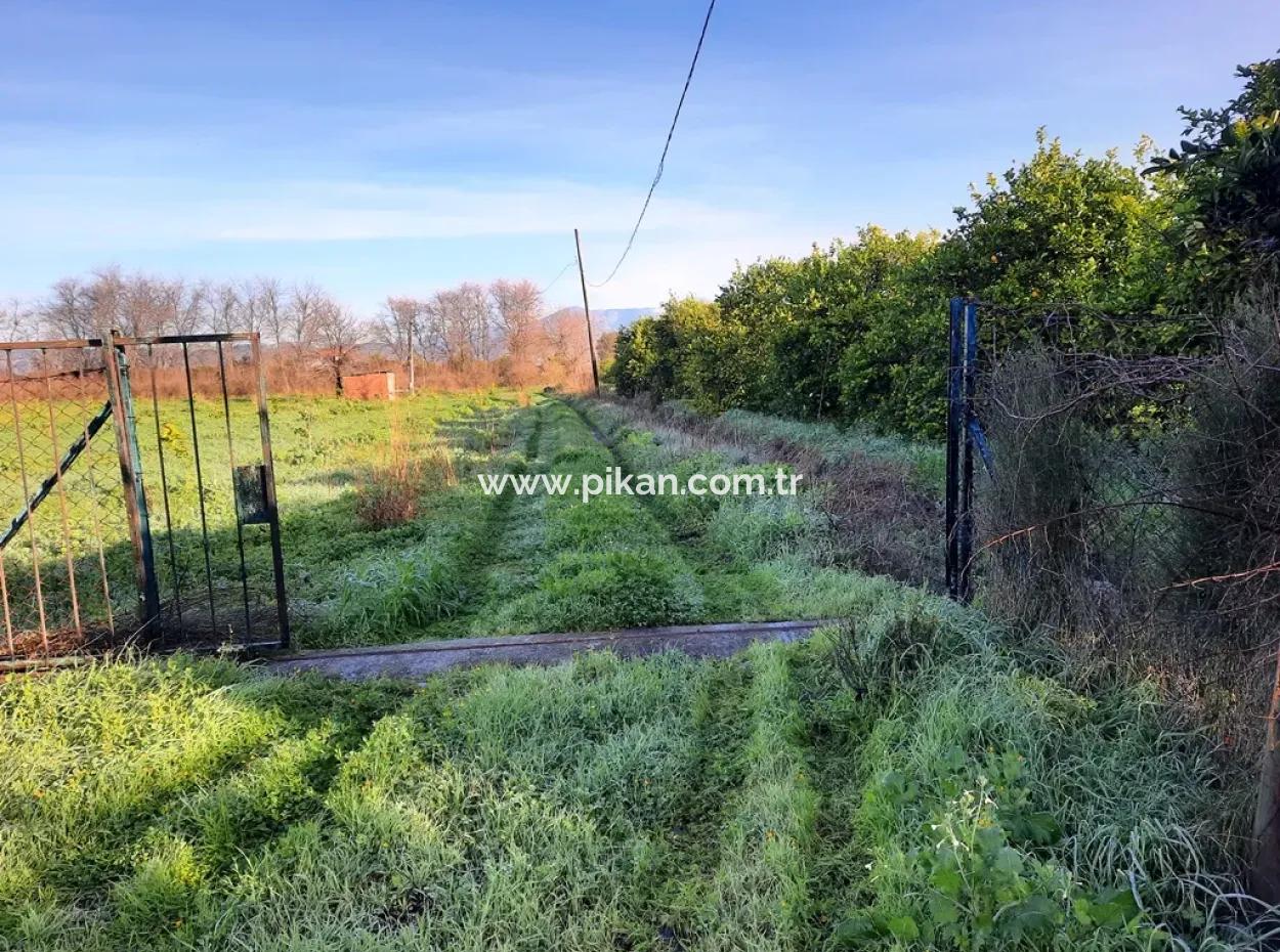 10 000 M2 Detached Lemon Garden For Sale In Ortaca Dalaklı