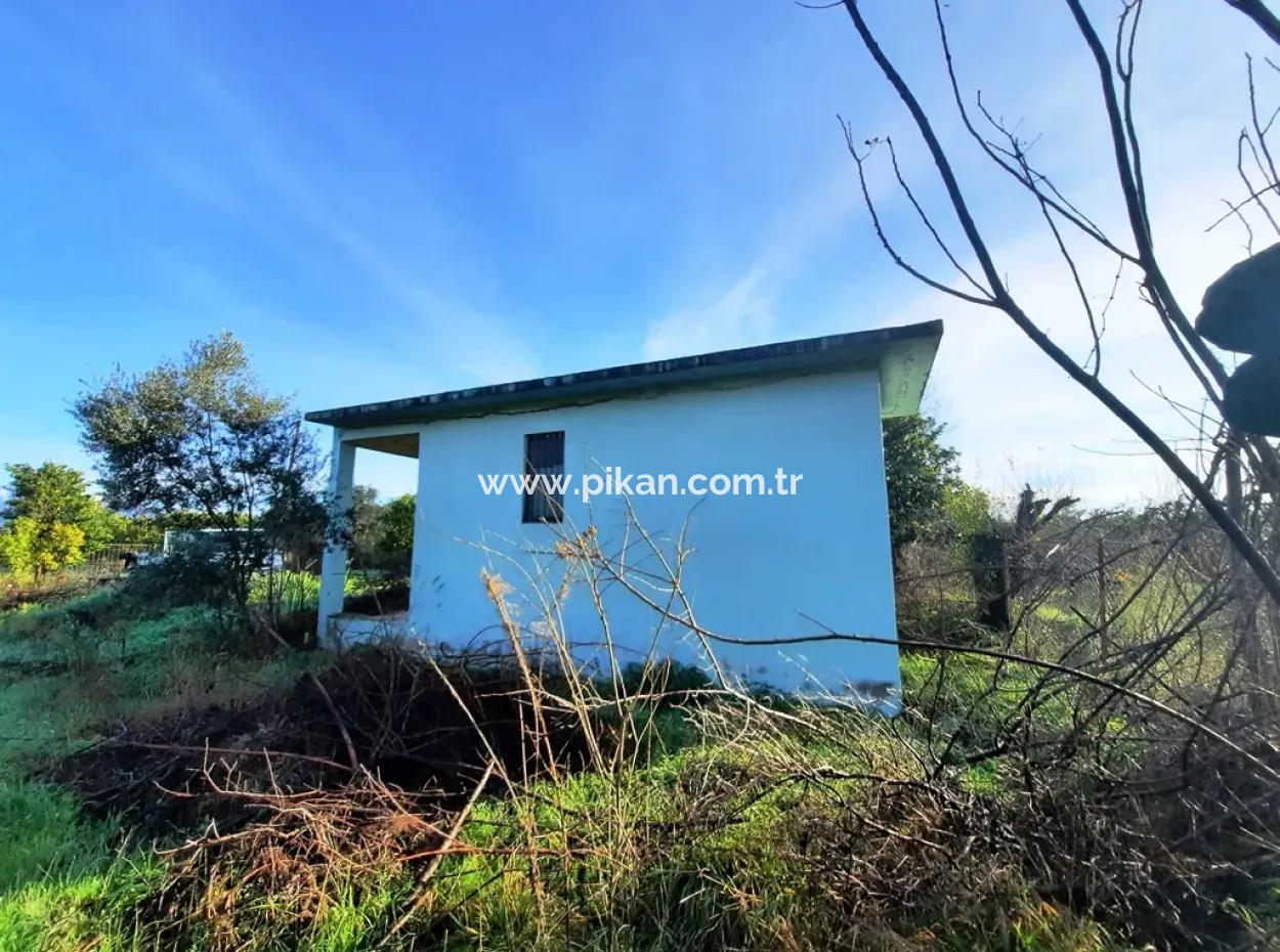 10 000 M2 Detached Lemon Garden For Sale In Ortaca Dalaklı