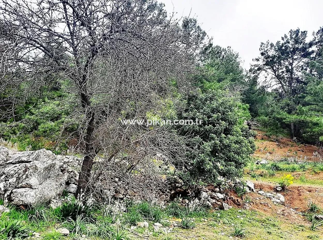 Dalyan Gökbel 13,100 M2 Field For Sale In Nature