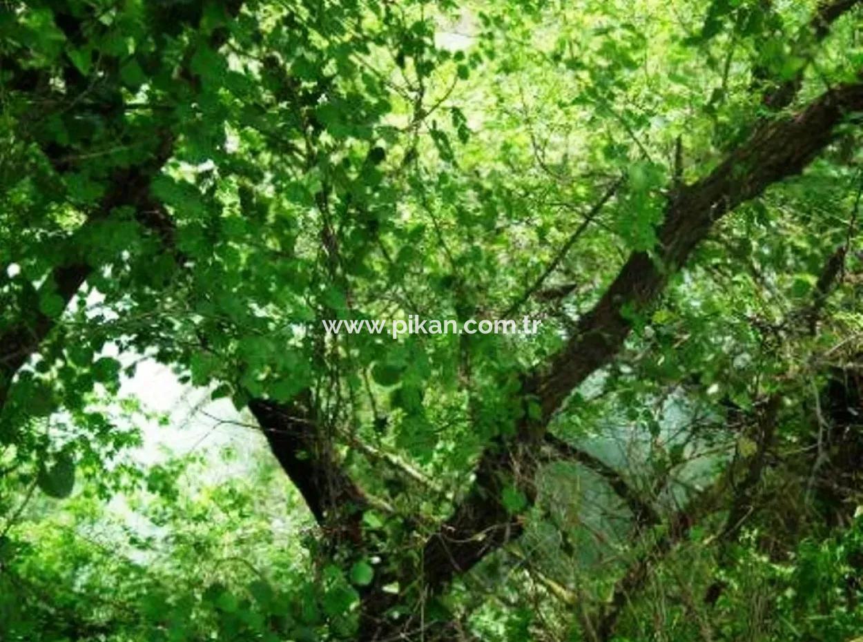 Oriya Fevziye For Sale Bargain Land, Suitable For Investment, 1500 M2