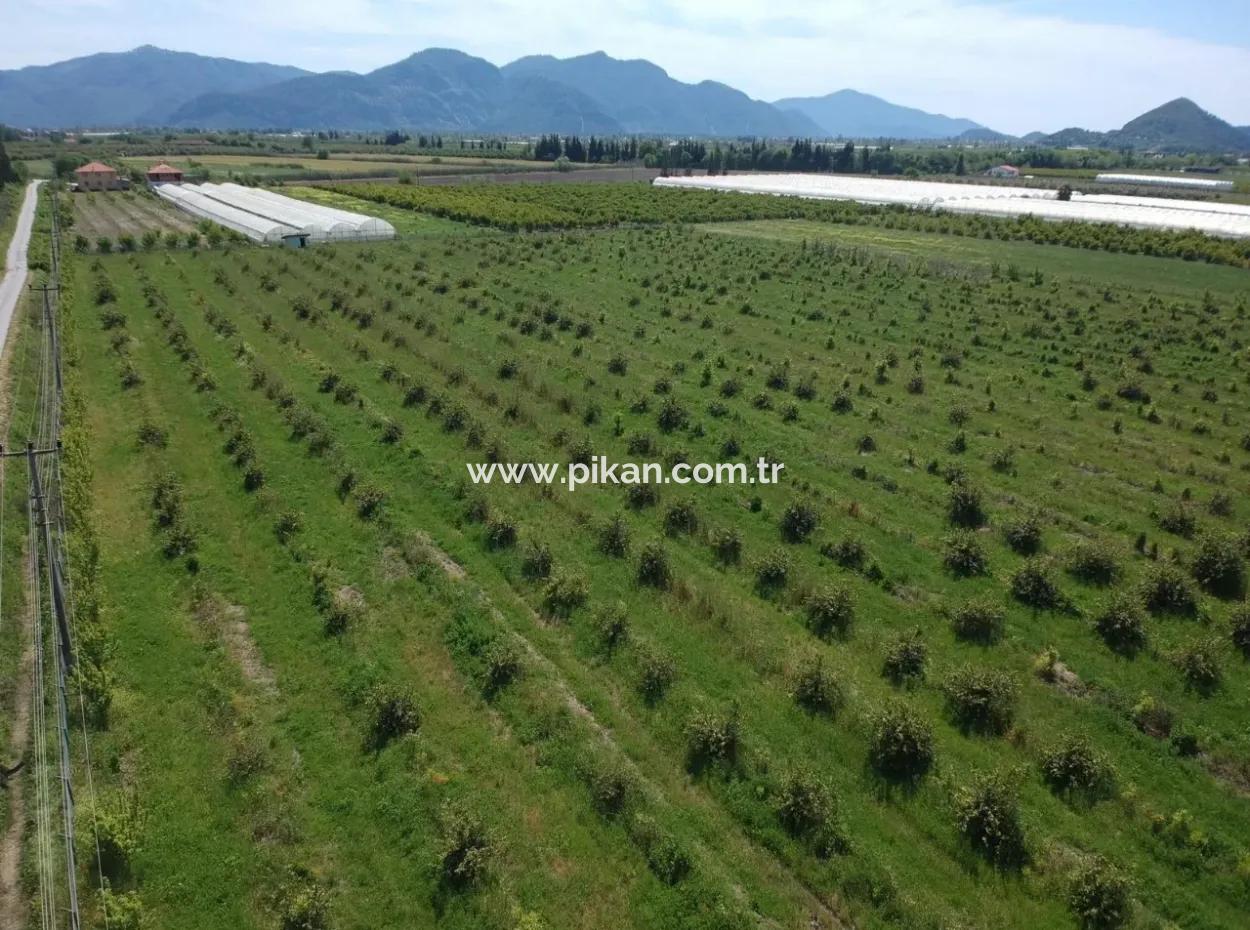 Oriya 26700 M2 Landscaped Garden Lemon Eskiköy Also For Sale