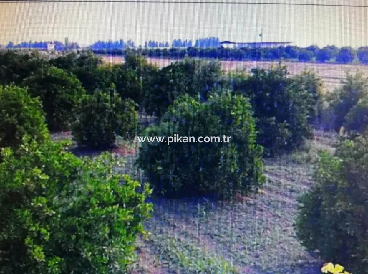 Citrus Garden For Sale In Köyceğiz Up Also, 29 000 M2