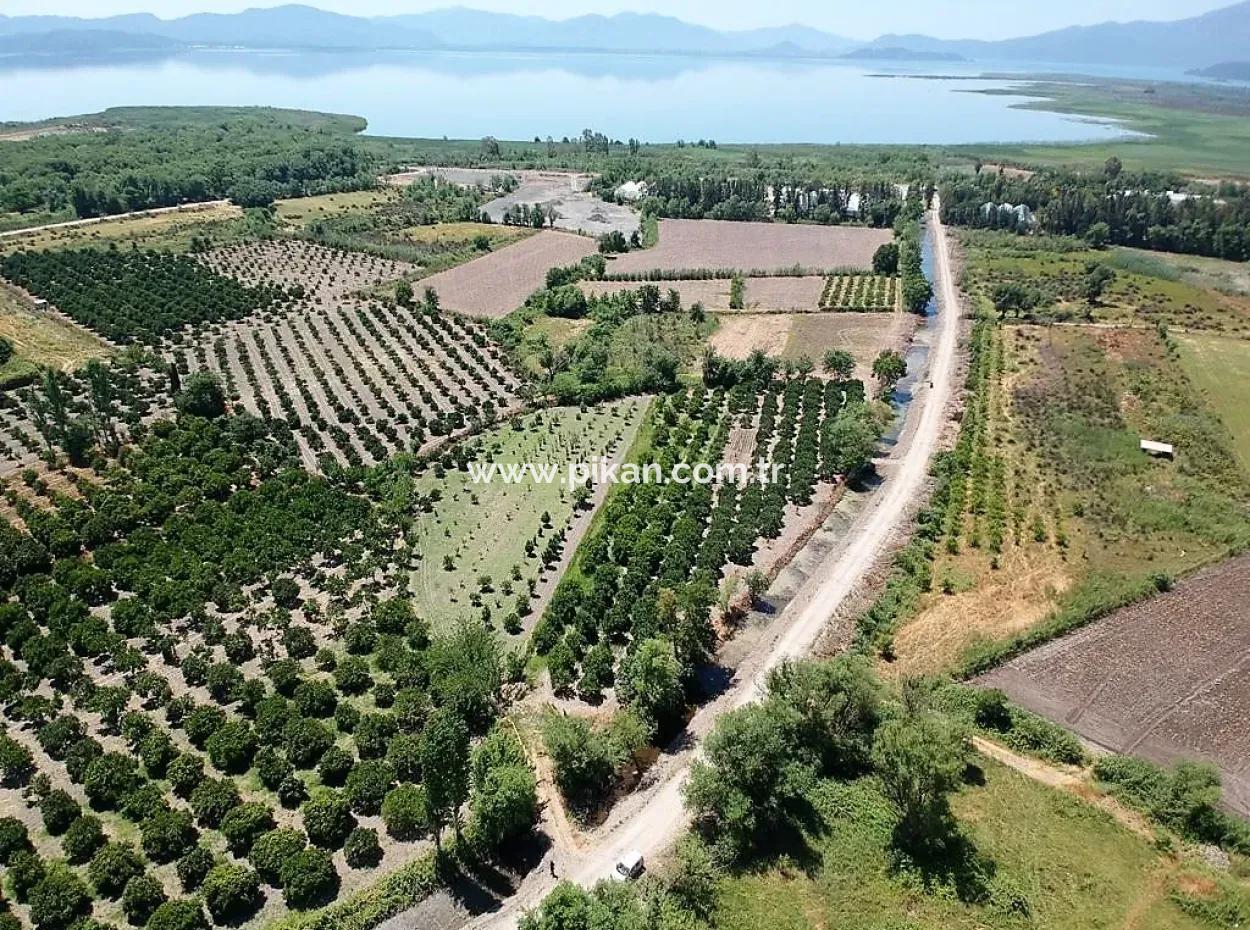 Köyceğizde Lake Close 2 650M2 Detached Land Deed Garden For Sale