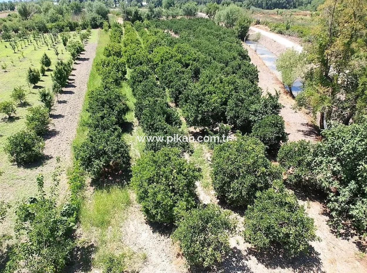 Detached Title Deed Close To The Lake In Köyceğiz 2 650 M2 Citrus Garden For Sale Or Exchange