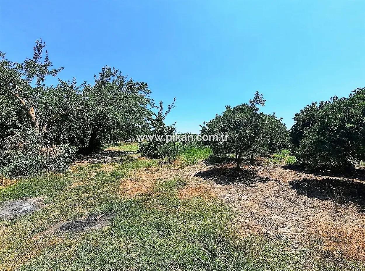 Detached Title Deed Close To The Lake In Köyceğiz 2 650 M2 Citrus Garden For Sale Or Exchange