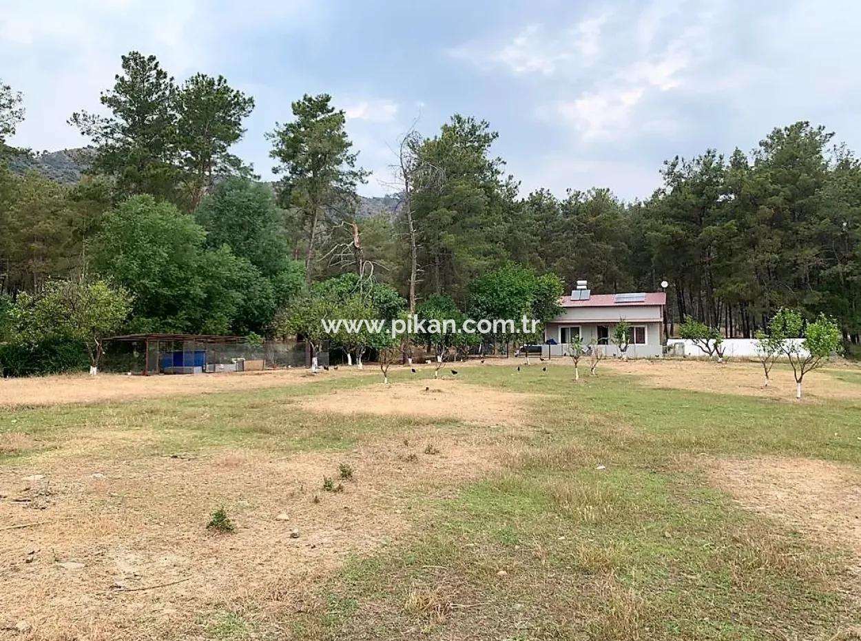 Tea Edge 10345 M2 Land And Detached House For Sale In Ortaca Çaylı Pine Forest