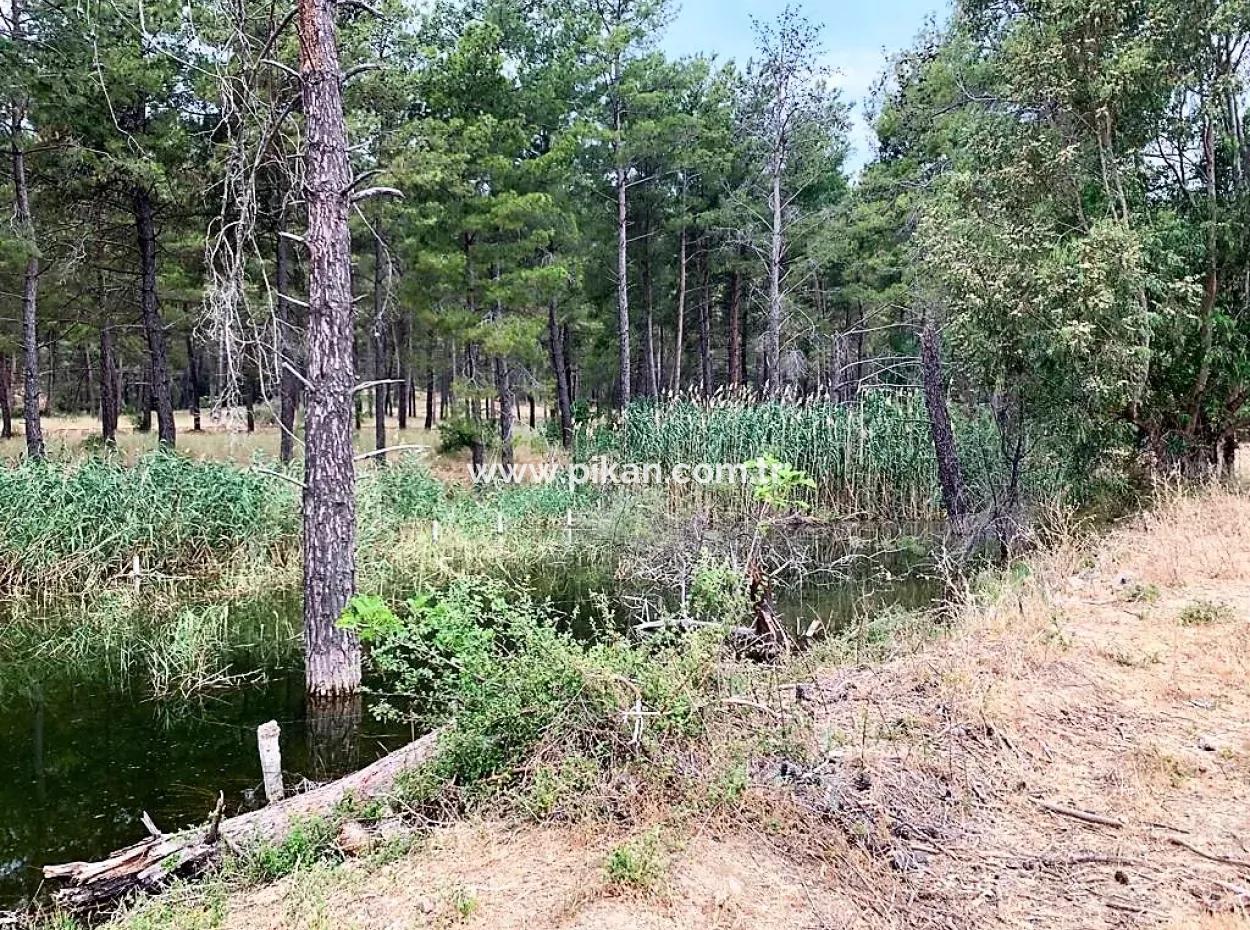 Tea Edge 10345 M2 Land And Detached House For Sale In Ortaca Çaylı Pine Forest