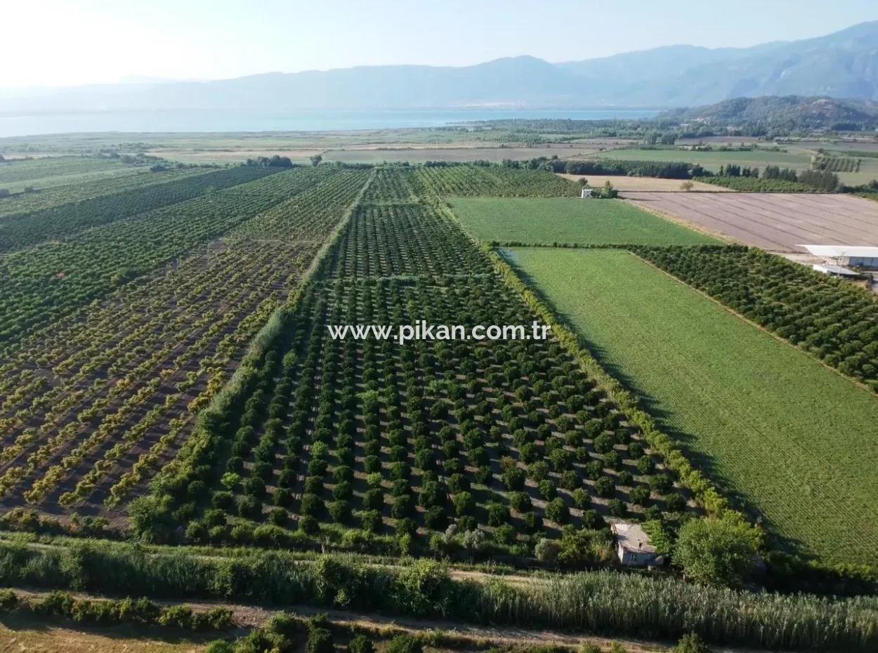 Oriya Tepearasi For Sale In Citrus Garden