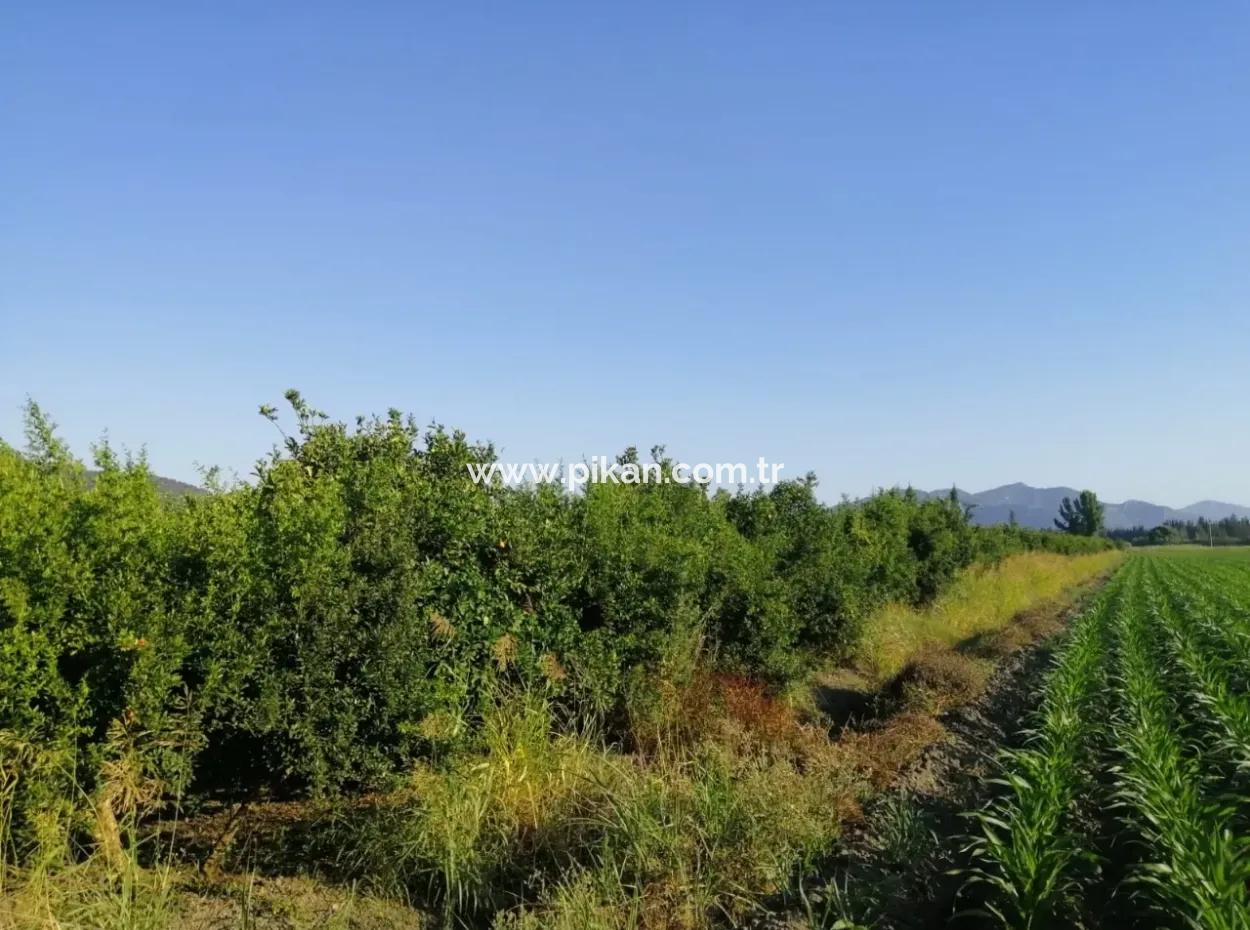 Garden For Sale In Oriya Tepearasi