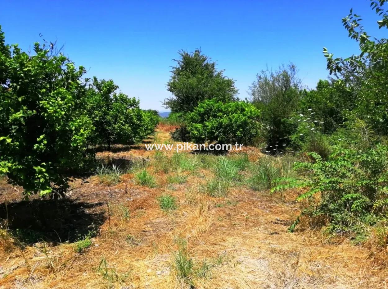 Lemon Garden For Sale Bargain Ortaca