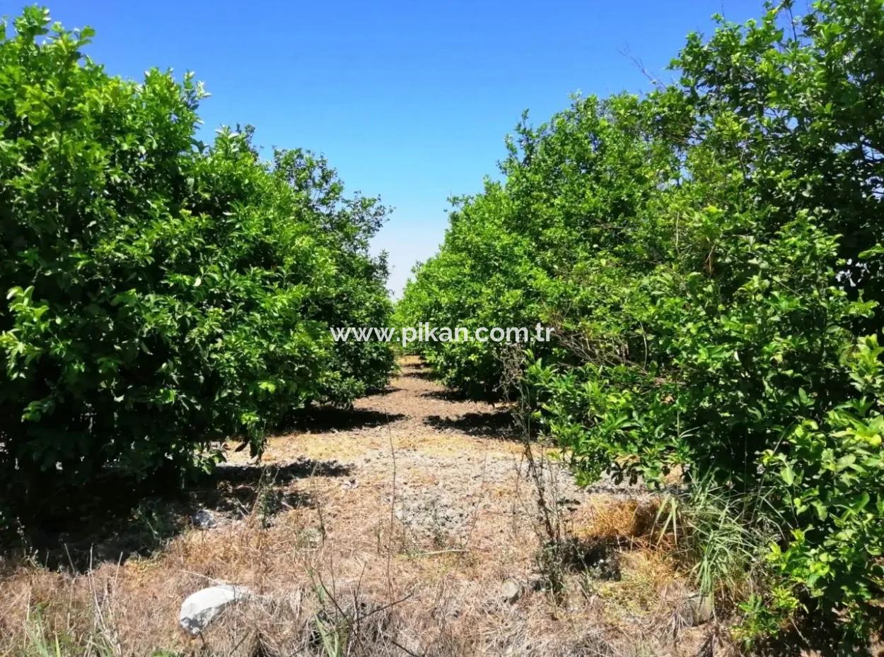 Lemon Garden For Sale Bargain Ortaca