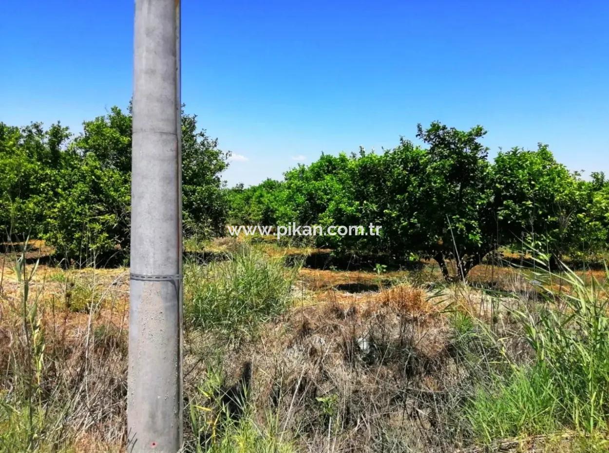 Lemon Garden For Sale Bargain Ortaca