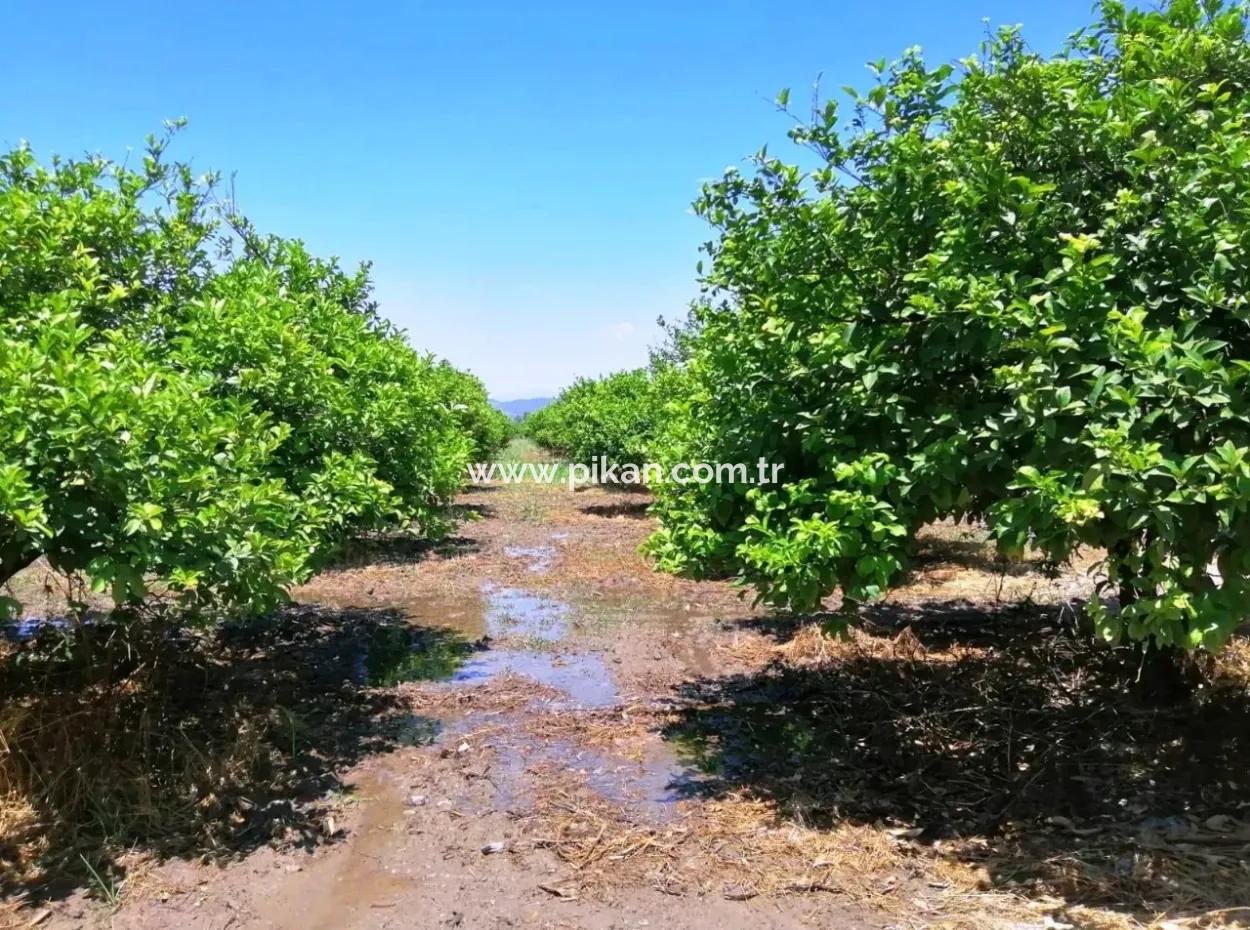 Lemon Garden For Sale Bargain Ortaca