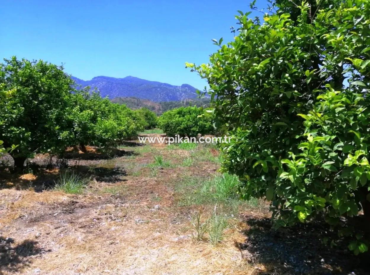Lemon Garden For Sale Bargain Ortaca