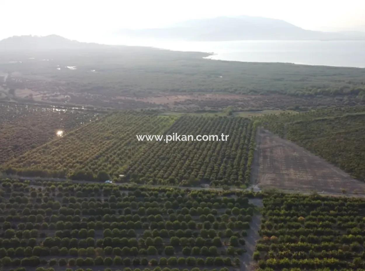 Pomegranate Garden For Sale In Mugla Ortaca Tepearasi