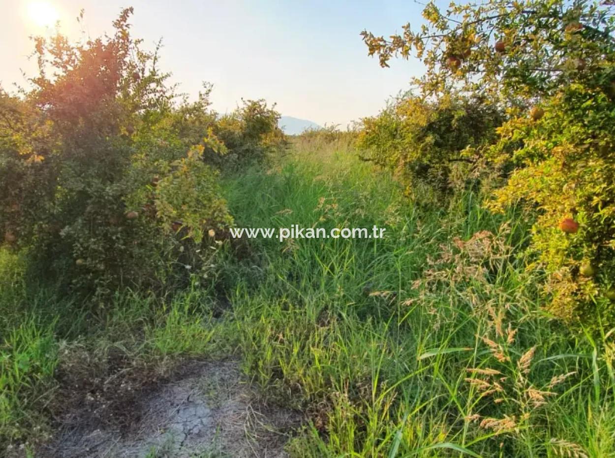 Pomegranate Garden For Sale In Mugla Ortaca Tepearasi