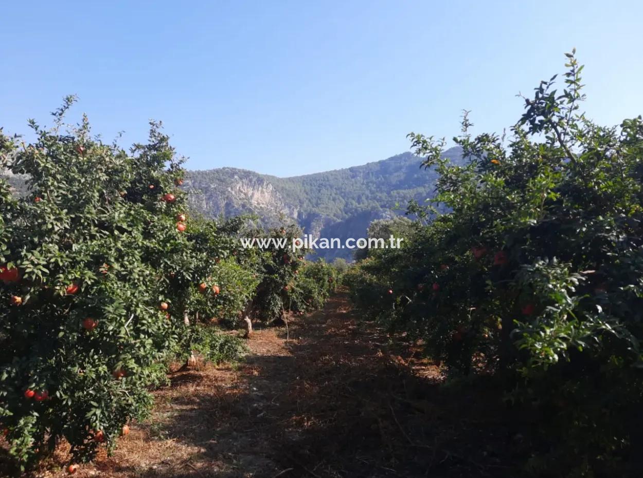 Mugla Ortaca Dalyan 7520 M2 Maniced Detached Pomegranate Garden For Sale