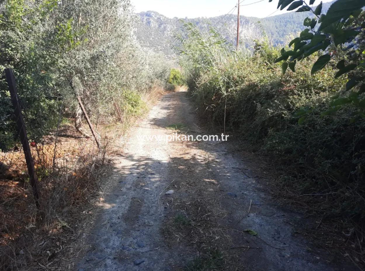 Mugla Ortaca Dalyan 7520 M2 Maniced Detached Pomegranate Garden For Sale